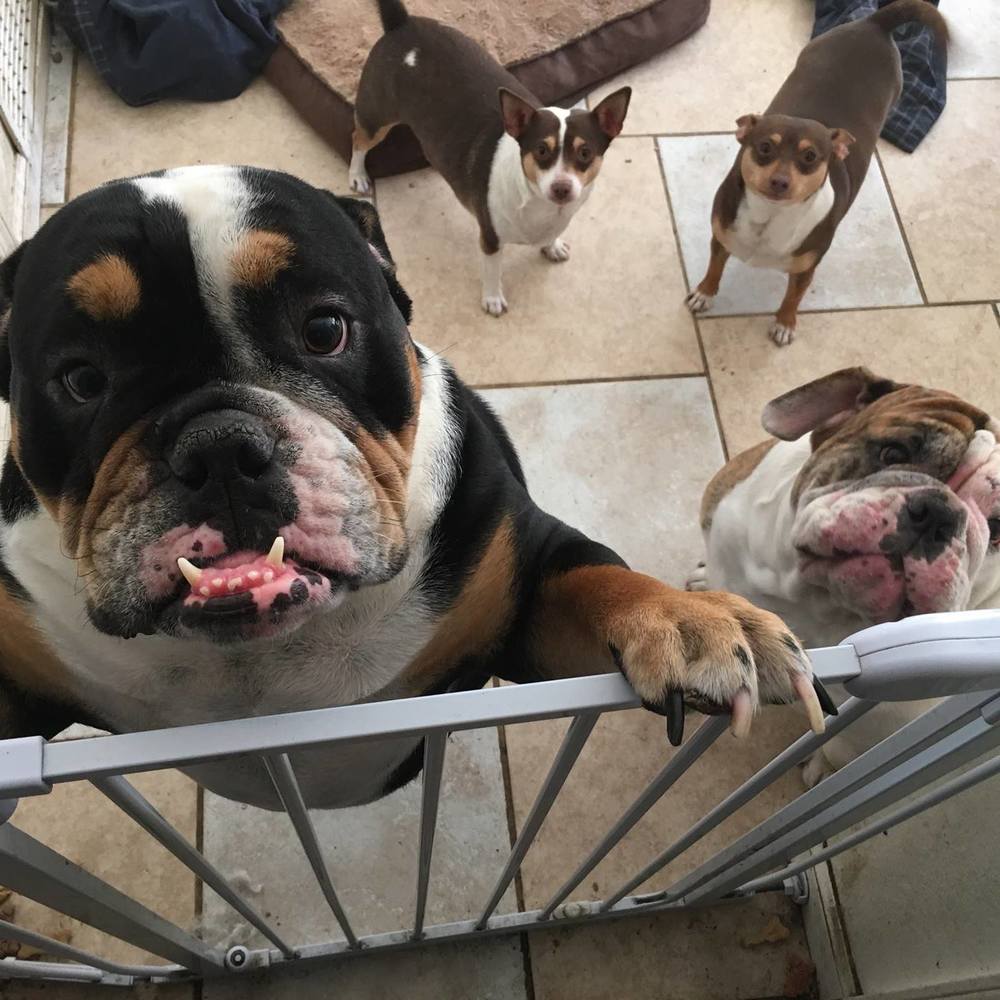 Meet your Posher, Donna